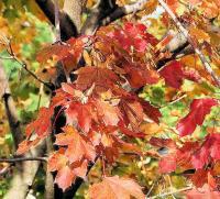 Digital Photos - Fall Leaves - Digital Photography