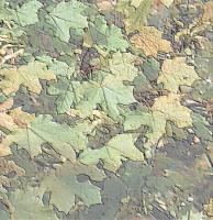 Digital Photos - Leaf Patterns - Digital Photography